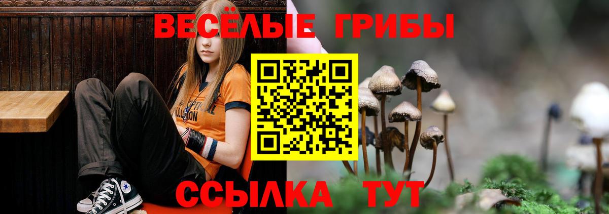 Псилоцибиновые грибы Cubensis Казань